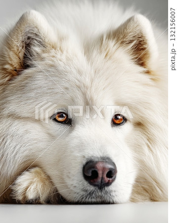 Samoyed dog resting with calm expression 132156007