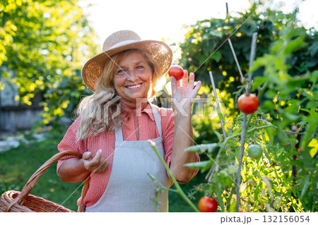 Smiling elderly gardener harvesting fresh tomato in garden. Smiling elderly gardener harvesting fresh tomato in garden. 132156054