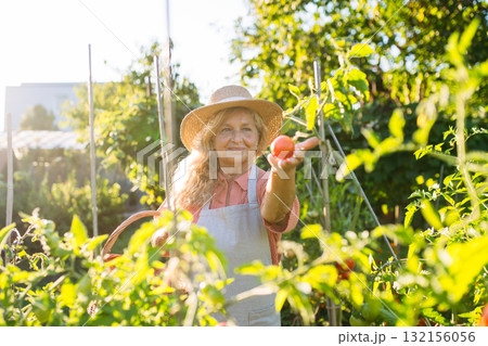 Smiling elderly gardener harvesting fresh tomato in garden. 132156056