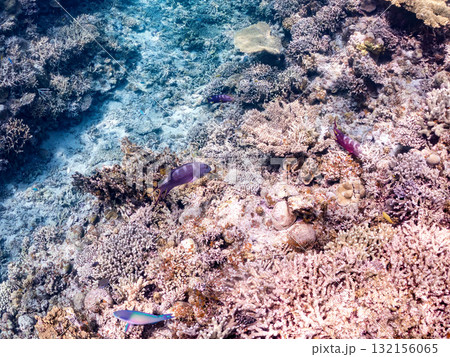 美しいバラハタ他。美しいサンゴ礁と熱帯魚の群れ。 沖縄県島尻郡慶良間諸島座間味島安室島-2025 美しいバラハタ他。美しいサンゴ礁と熱帯魚の群れ。 沖縄県島尻郡慶良間諸島座間味島安室島-2025 132156065