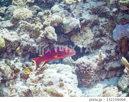 美しいバラハタ他。美しいサンゴ礁と熱帯魚の群れ。 沖縄県島尻郡慶良間諸島座間味島安室島-2025 132156066