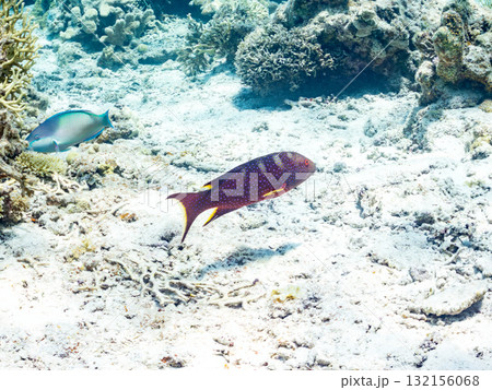 美しいバラハタ他。美しいサンゴ礁と熱帯魚の群れ。 沖縄県島尻郡慶良間諸島座間味島安室島-2025 132156068