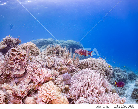 美しいバラハタ他。美しいサンゴ礁と熱帯魚の群れ。 沖縄県島尻郡慶良間諸島座間味島安室島-2025 132156069
