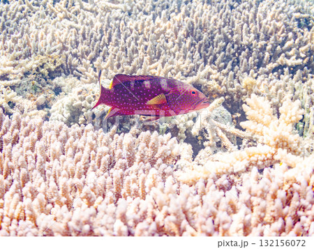 美しいバラハタ他。美しいサンゴ礁と熱帯魚の群れ。 沖縄県島尻郡慶良間諸島座間味島安室島-2025 132156072