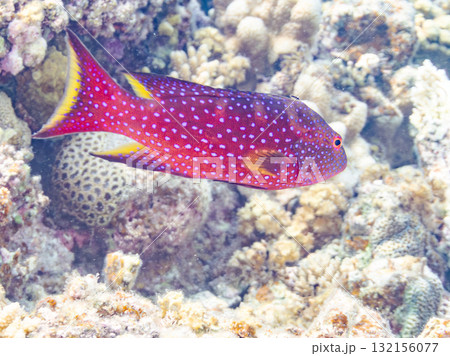 美しいバラハタ他。美しいサンゴ礁と熱帯魚の群れ。 沖縄県島尻郡慶良間諸島座間味島安室島-2025 132156077