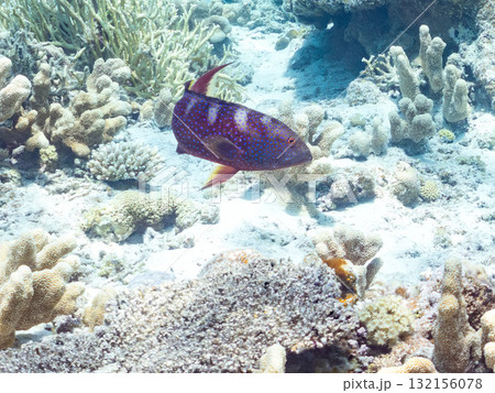 美しいバラハタ他。美しいサンゴ礁と熱帯魚の群れ。 沖縄県島尻郡慶良間諸島座間味島安室島-2025 132156078