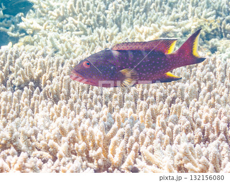 美しいバラハタ他。美しいサンゴ礁と熱帯魚の群れ。 沖縄県島尻郡慶良間諸島座間味島安室島-2025 132156080