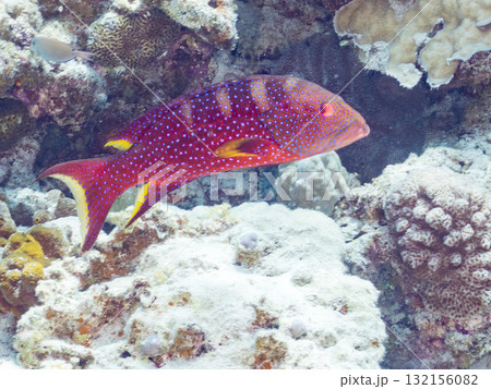 美しいバラハタ他。美しいサンゴ礁と熱帯魚の群れ。 沖縄県島尻郡慶良間諸島座間味島安室島-2025 132156082