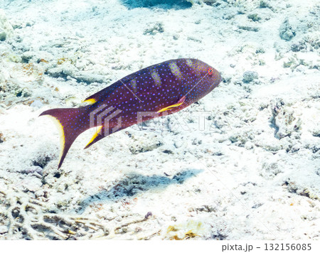 美しいバラハタ他。美しいサンゴ礁と熱帯魚の群れ。 沖縄県島尻郡慶良間諸島座間味島安室島-2025 美しいバラハタ他。美しいサンゴ礁と熱帯魚の群れ。 沖縄県島尻郡慶良間諸島座間味島安室島-2025 132156085