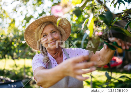 Gardener trimming plant outdoors with pruning shears. 132156100