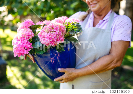 Close up on senior woman holding pot of pink flowers in garden. 132156109
