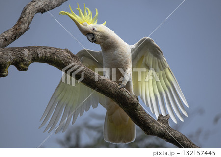 Sulphur-crested cockatoo 132157445