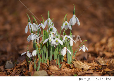 スノードロップ.3 132158168