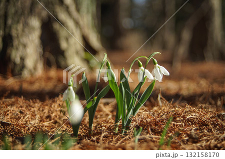 スノードロップ.2 スノードロップ.2 132158170