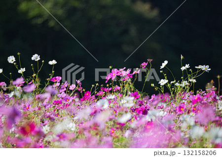 陽を浴びて眩しいコスモス畑 132158206