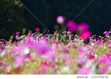陽を浴びて眩しいコスモス畑 陽を浴びて眩しいコスモス畑 132158210