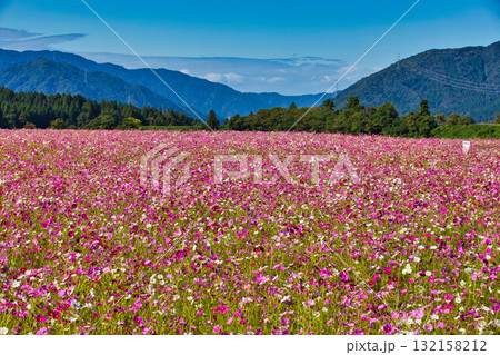 陽を浴びて眩しいコスモス畑 陽を浴びて眩しいコスモス畑 132158212