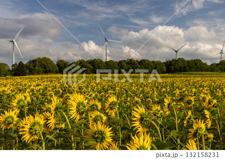 福島県郡山市湖南町赤津　郡山布引　風の高原の風力発電の風車の下に広がる満開のひまわり畑 132158231