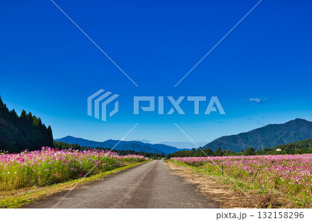 陽を浴びて眩しいコスモス畑 132158296