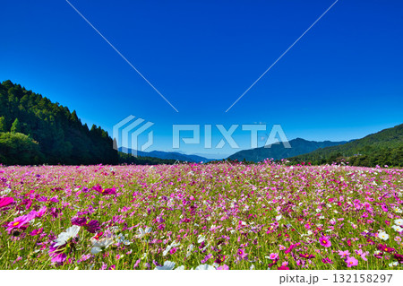陽を浴びて眩しいコスモス畑 132158297