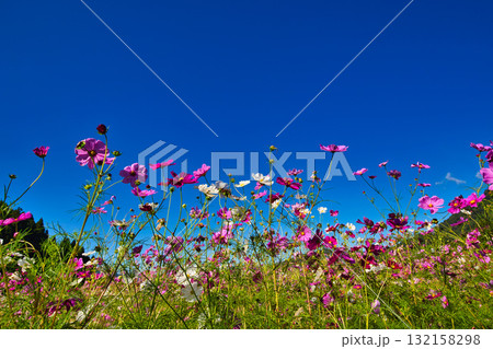 陽を浴びて眩しいコスモス畑 陽を浴びて眩しいコスモス畑 132158298