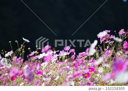 陽を浴びて眩しいコスモス畑 132158305