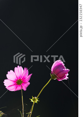 陽を浴びて眩しいコスモス畑 陽を浴びて眩しいコスモス畑 132158347