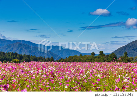 陽を浴びて眩しいコスモス畑 132158348