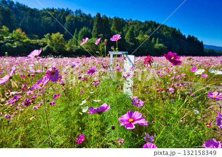 陽を浴びて眩しいコスモス畑 132158349