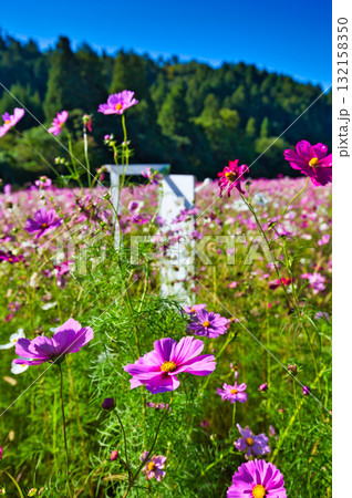 陽を浴びて眩しいコスモス畑 132158350