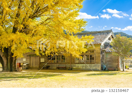 三重県南伊勢町　黄金色に輝く河内の大銀杏 132158467