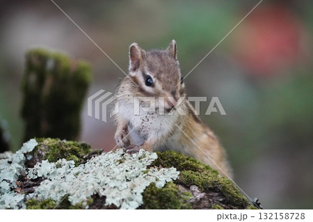 苔を食べる可愛いシマリス 苔を食べる可愛いシマリス 132158728