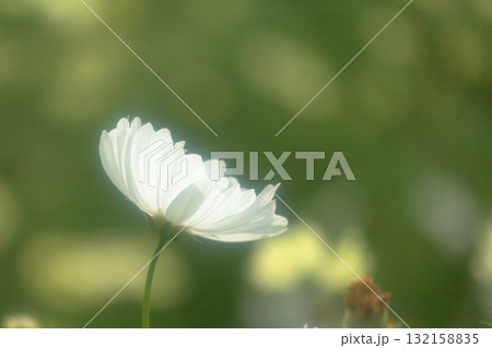 白いコスモス 132158835