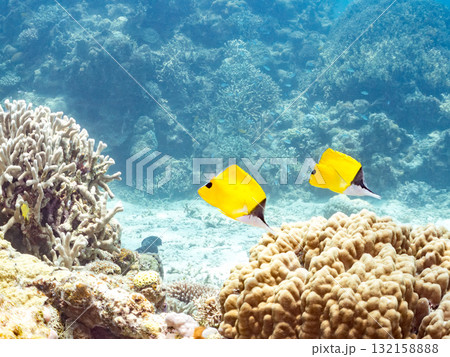 美しいフエヤッコダイ他。美しいサンゴ礁と熱帯魚の群れ。 沖縄県島尻郡慶良間諸島座間味島安室島2025 美しいフエヤッコダイ他。美しいサンゴ礁と熱帯魚の群れ。 沖縄県島尻郡慶良間諸島座間味島安室島2025 132158888