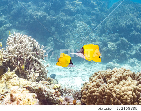 美しいフエヤッコダイ他。美しいサンゴ礁と熱帯魚の群れ。 沖縄県島尻郡慶良間諸島座間味島安室島2025 美しいフエヤッコダイ他。美しいサンゴ礁と熱帯魚の群れ。 沖縄県島尻郡慶良間諸島座間味島安室島2025 132158889