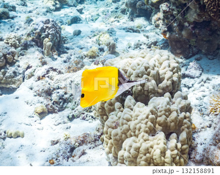 美しいフエヤッコダイ他。美しいサンゴ礁と熱帯魚の群れ。 沖縄県島尻郡慶良間諸島座間味島安室島2025 132158891