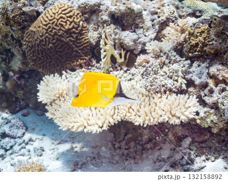 美しいフエヤッコダイ他。美しいサンゴ礁と熱帯魚の群れ。 沖縄県島尻郡慶良間諸島座間味島安室島2025 132158892