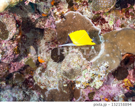 美しいフエヤッコダイ他。美しいサンゴ礁と熱帯魚の群れ。 沖縄県島尻郡慶良間諸島座間味島安室島2025 132158894