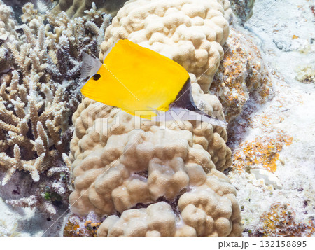 美しいフエヤッコダイ他。美しいサンゴ礁と熱帯魚の群れ。 沖縄県島尻郡慶良間諸島座間味島安室島2025 132158895