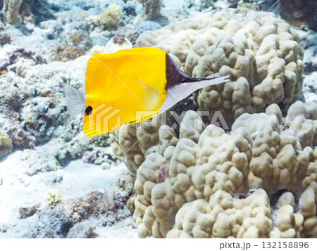 美しいフエヤッコダイ他。美しいサンゴ礁と熱帯魚の群れ。 沖縄県島尻郡慶良間諸島座間味島安室島2025 132158896