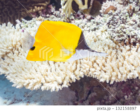 美しいフエヤッコダイ他。美しいサンゴ礁と熱帯魚の群れ。 沖縄県島尻郡慶良間諸島座間味島安室島2025 美しいフエヤッコダイ他。美しいサンゴ礁と熱帯魚の群れ。 沖縄県島尻郡慶良間諸島座間味島安室島2025 132158897