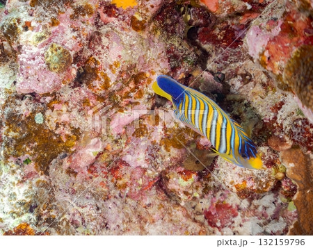 美しいニシキヤッコ他。美しいサンゴ礁と熱帯魚の群れ。 沖縄県島尻郡慶良間諸島座間味島安室島-2025 132159796