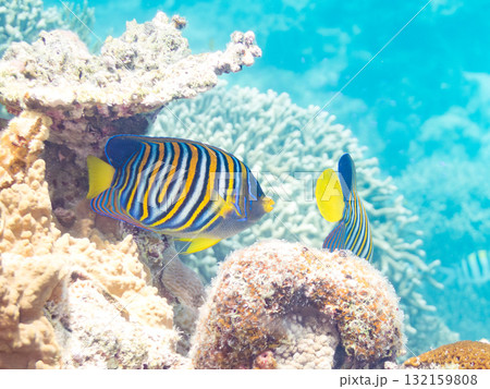 美しいニシキヤッコ他。美しいサンゴ礁と熱帯魚の群れ。 沖縄県島尻郡慶良間諸島座間味島安室島-2025 美しいニシキヤッコ他。美しいサンゴ礁と熱帯魚の群れ。 沖縄県島尻郡慶良間諸島座間味島安室島-2025 132159808