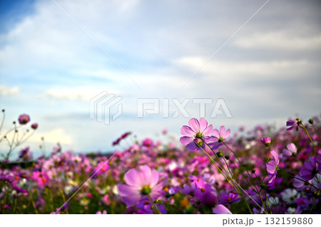 秋空に映えるコスモス　秋風に揺れる秋桜 132159880