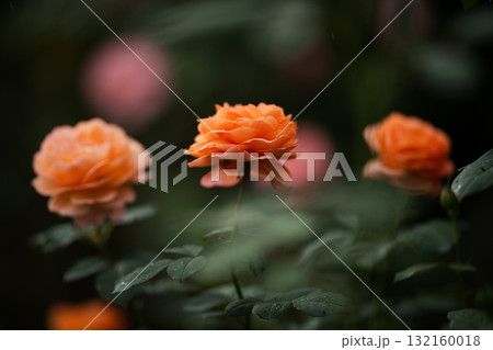 夕暮れに染まるオレンジのバラ 夕暮れに染まるオレンジのバラ 132160018