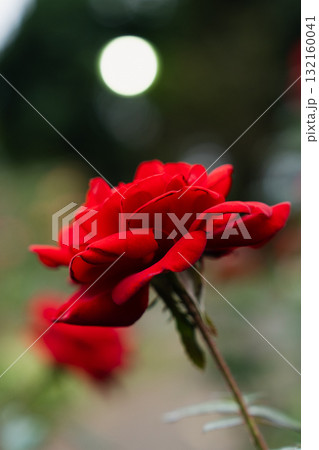 赤いバラ　夕暮れの光に浮かぶ情熱 132160041