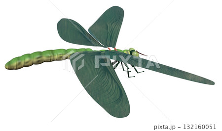 メガネウラ 132160051