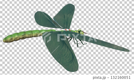 メガネウラ 132160051