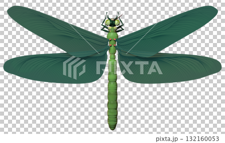 メガネウラ 132160053