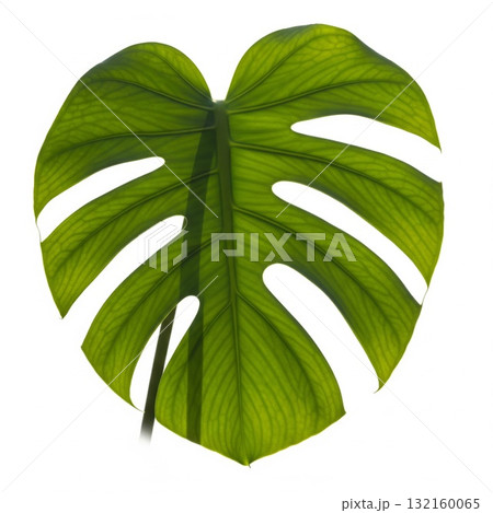 Isolated Green Monstera Leaf with Prominent Veins on White Background 132160065